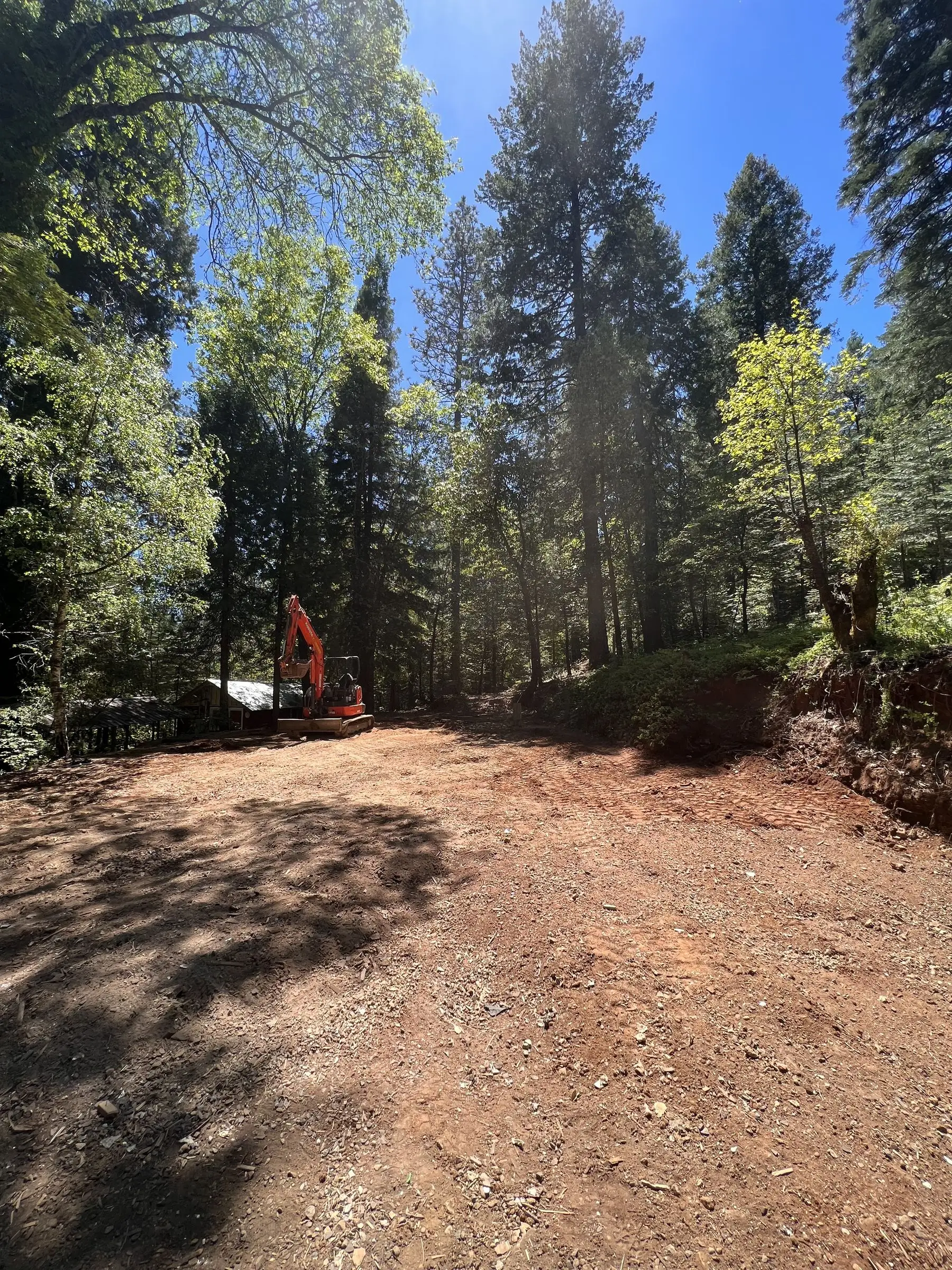 Cleared dirt lot among tall pines after a house was removed